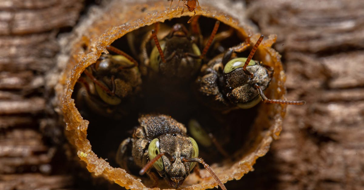 Brazilian Bee Gum Extends Lifespan 25% in Lab Animals